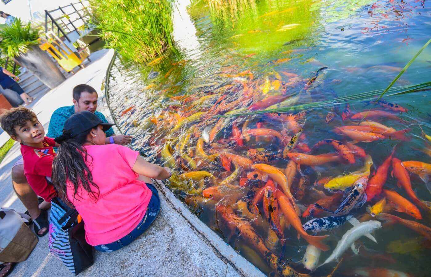 Family feeding koi fish at The Pyramid at Grand Oasis hotel