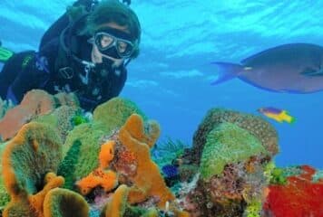 The great coral reef
