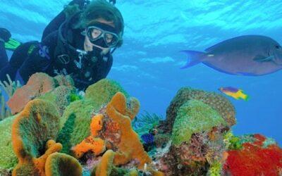 The great coral reef