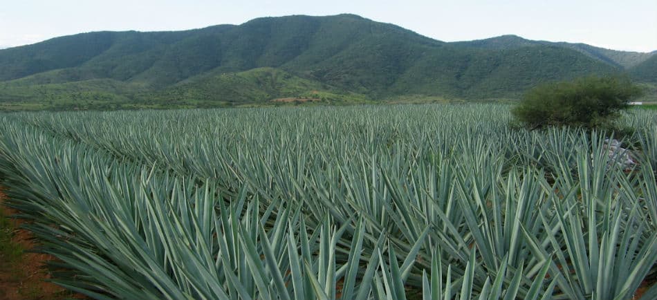 Los primos del agave