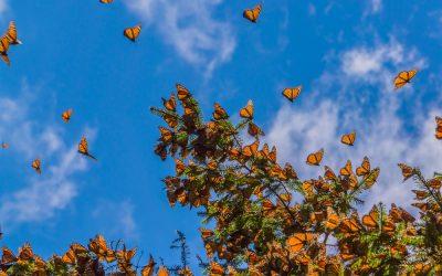 Monarch butterflies