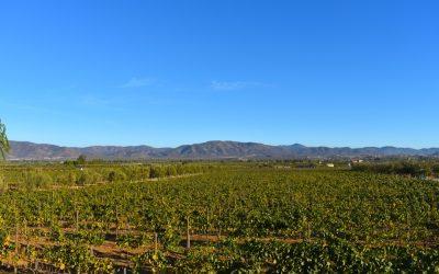 The Guadalupe Valley vineyards