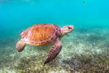 Tortuga nadando en playa de Akumal