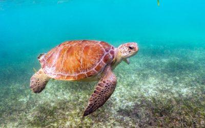 Las tortugas de Akumal