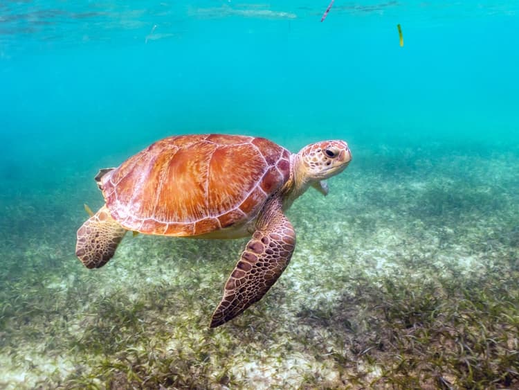 Tortuga nadando en playa de Akumal
