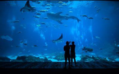 The Inbursa Aquarium