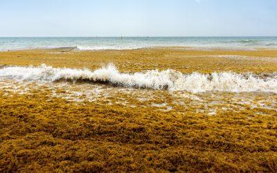 Have you heard about sargassum?