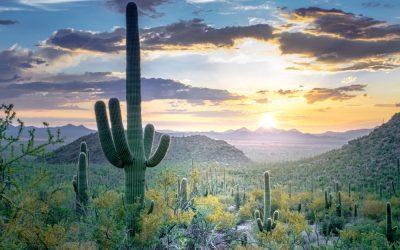 Sonoran Desert