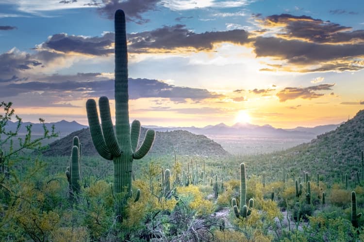 Panorámica Desierto de Sonora