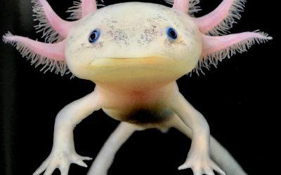 The salamander