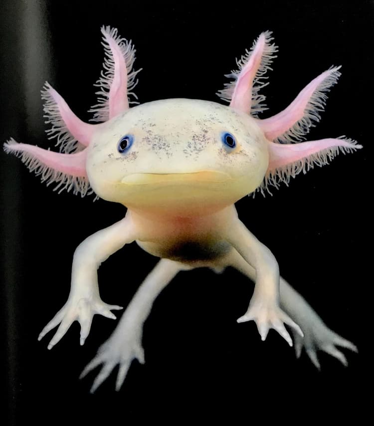 O axolote