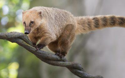 The coati