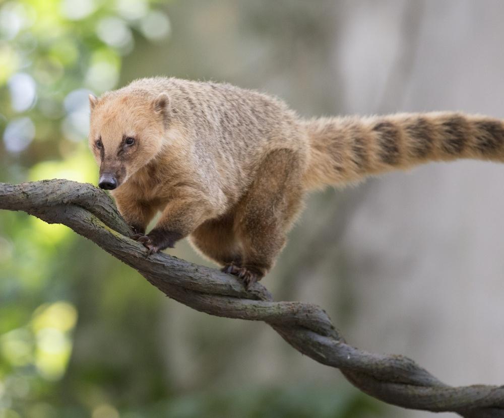 The coati