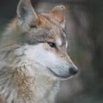 Lobo, especie en peligro de extinción