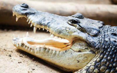Morelet&#8217;s crocodiles