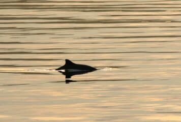 Vaquita marina nadando