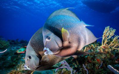 Reefs, what are they?