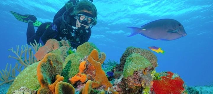 El gran arrecife de coral