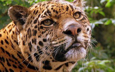 Flora and fauna of Cancun