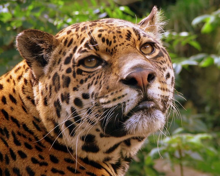 Flora y fauna de Cancún