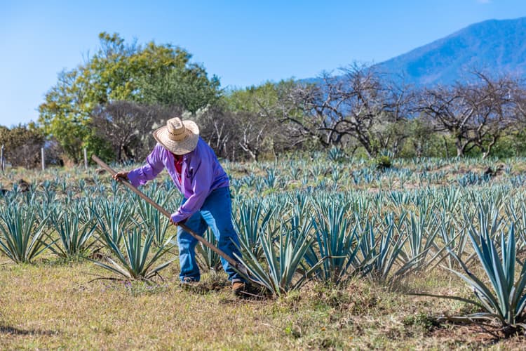 En qué consiste el famoso tequila tour jalisco