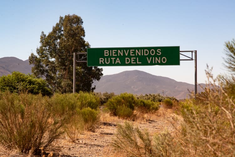 Os vinhedos do Valle de Guadalupe