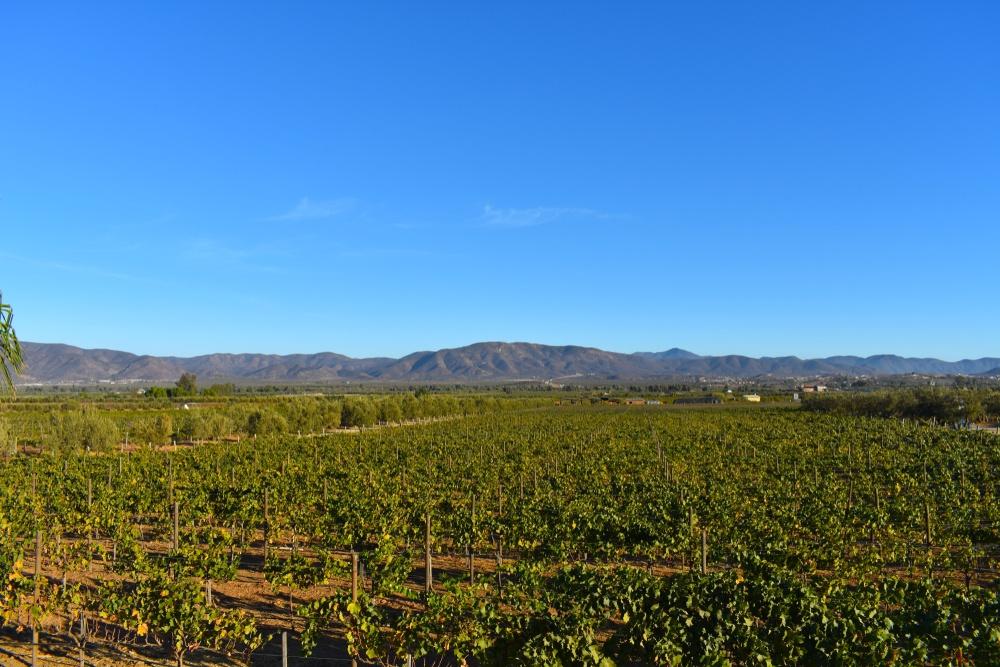 The Guadalupe Valley vineyards