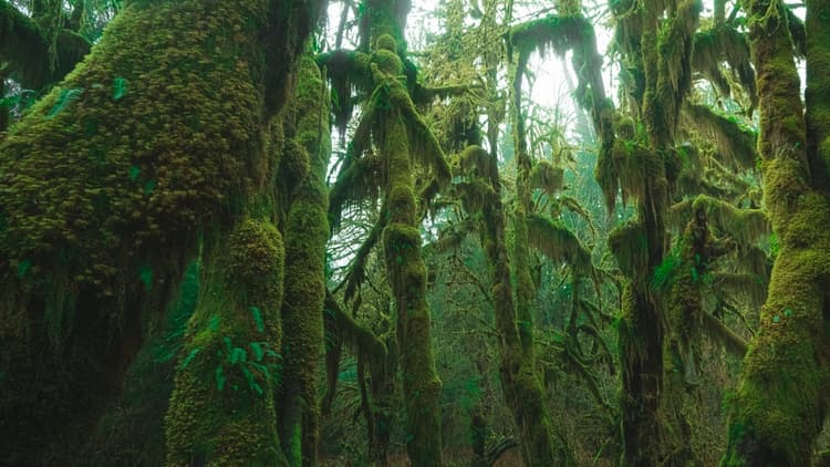 A floresta tropical