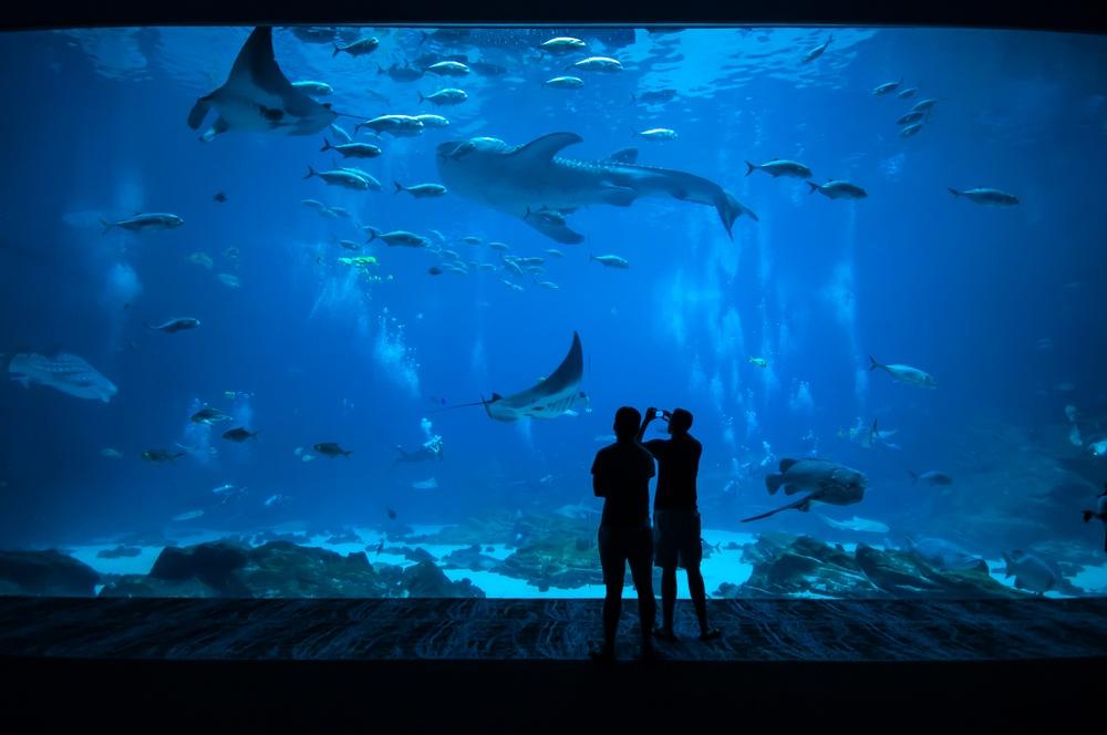 El acuario Inbursa