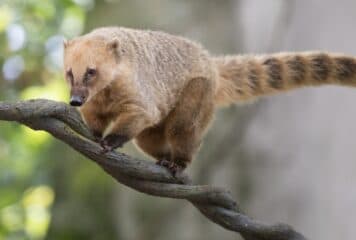 Coati en el bosque