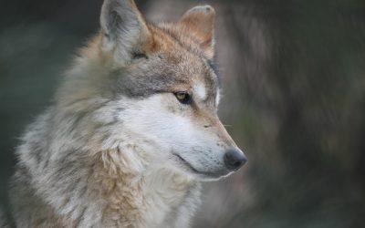 Endangered animals in Mexico