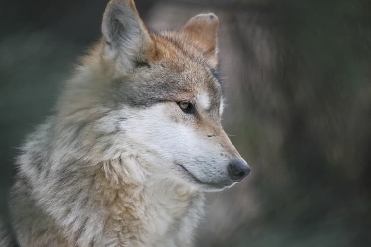 Animais em perigo de extinção no México
