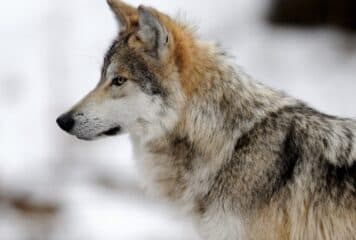 Peligro de extinción del lobo mexicano