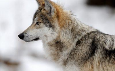Mexican wolf