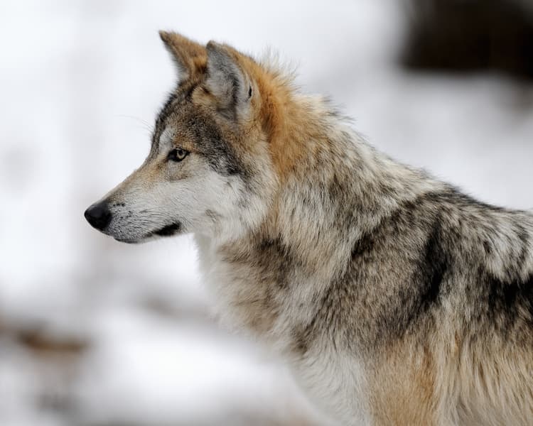 O lobo mexicano