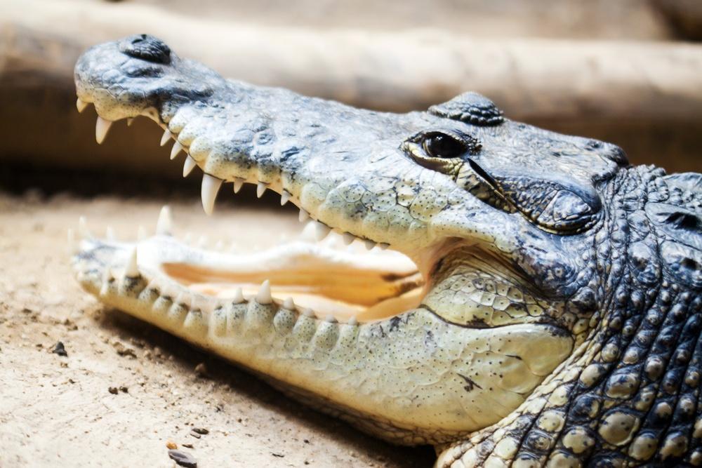 Morelet’s crocodiles