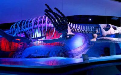 Descubre los Museos de Puebla